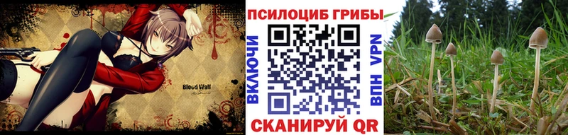 Псилоцибиновые грибы Psilocybe  Купить закладки  Старая Русса 